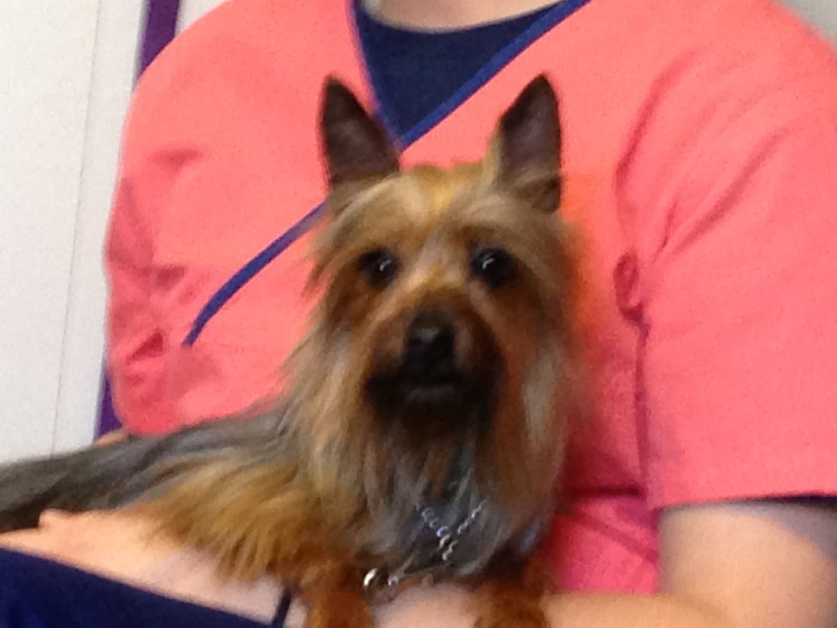 Silky Terrier Puppies breeder image 6