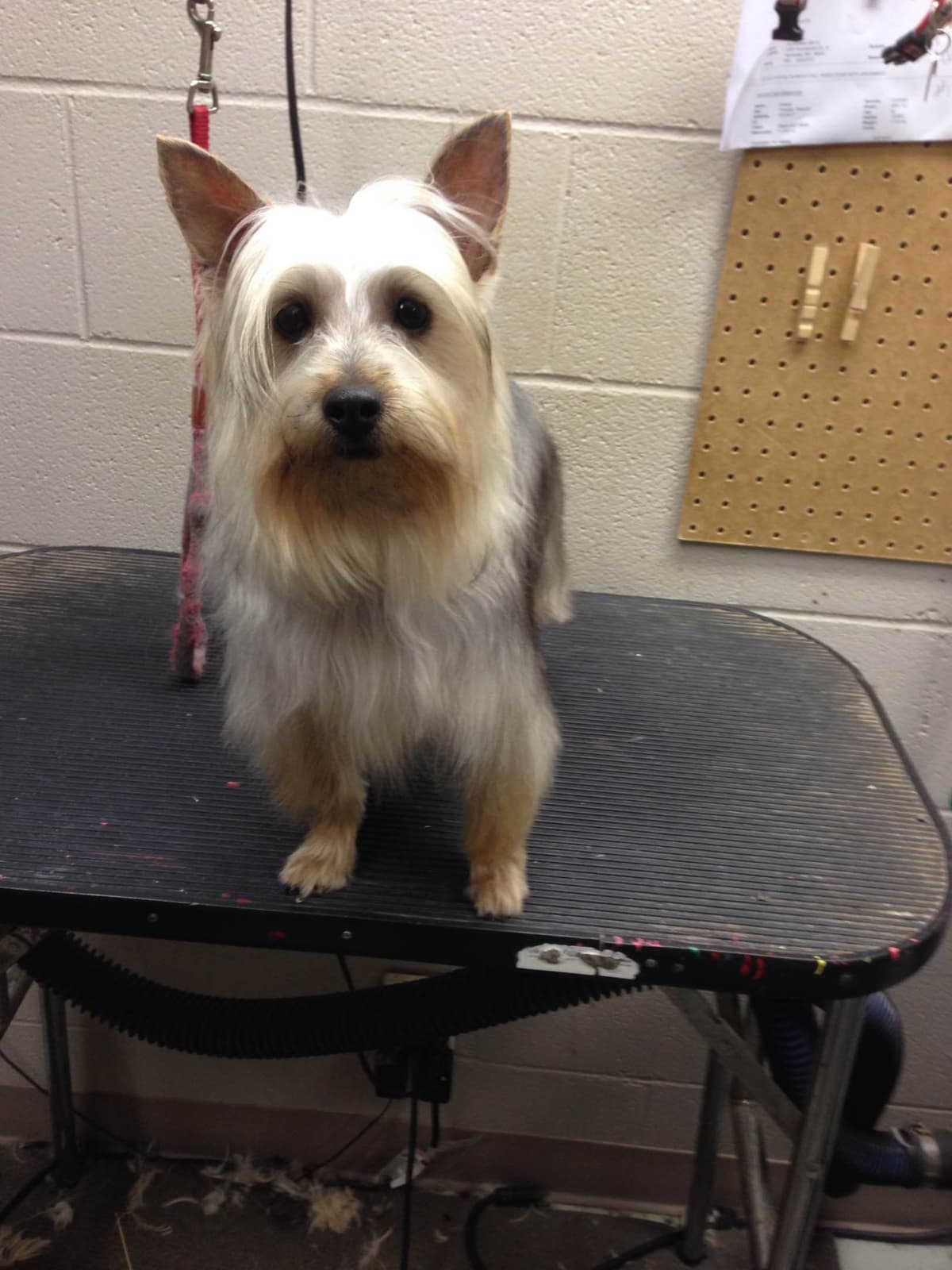Silky Terrier Puppies breeder image 7