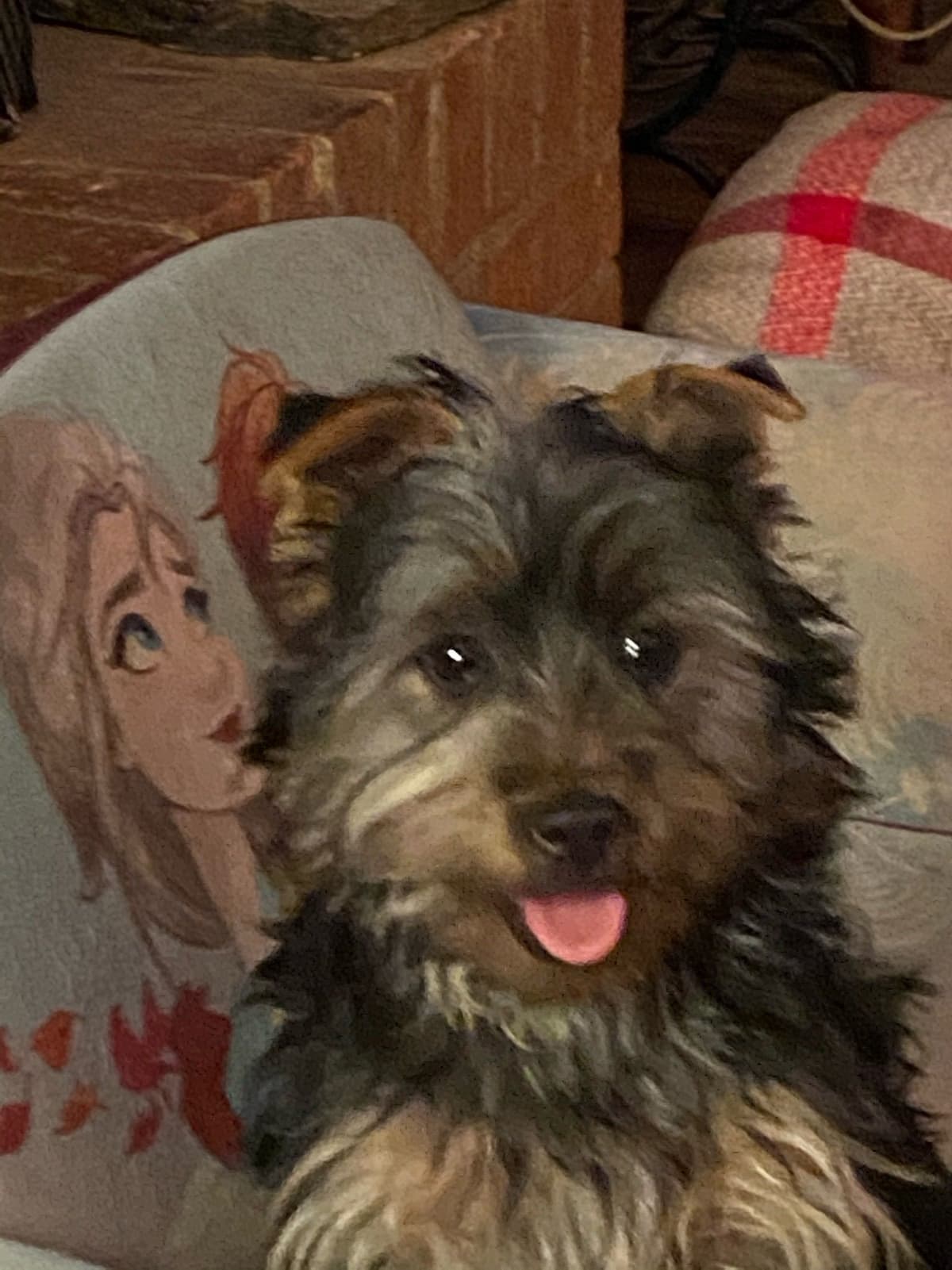 Silky Terrier Puppies breeder image 8