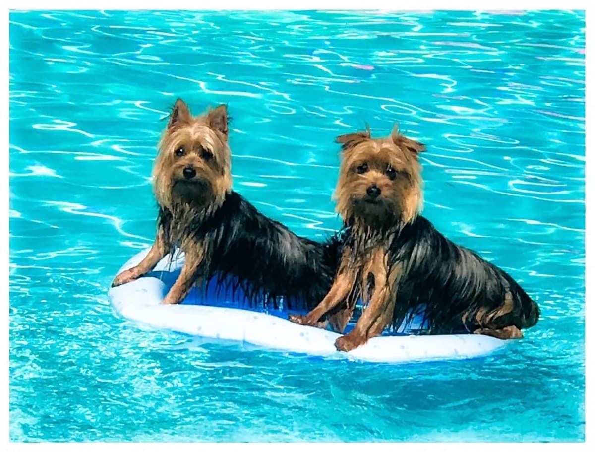 Silky Terrier Puppies breeder image 9