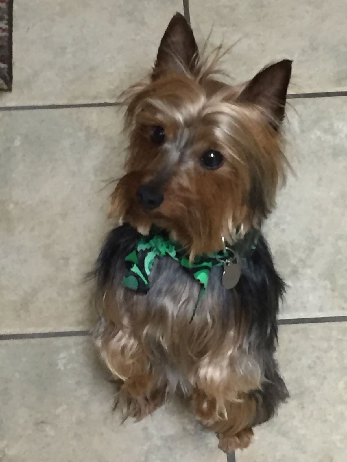 Silky Terrier Puppies breeder image 10