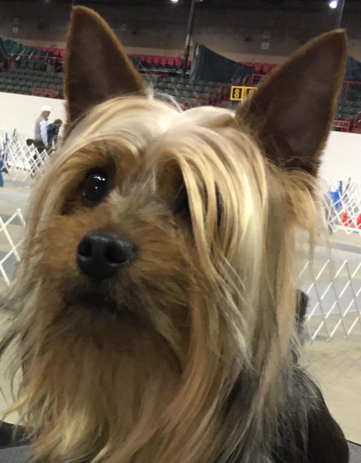 Silky Terrier Puppies breeder image 11