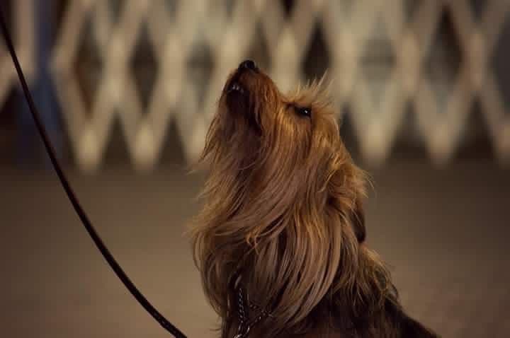 Silky Terrier Puppies breeder image 12