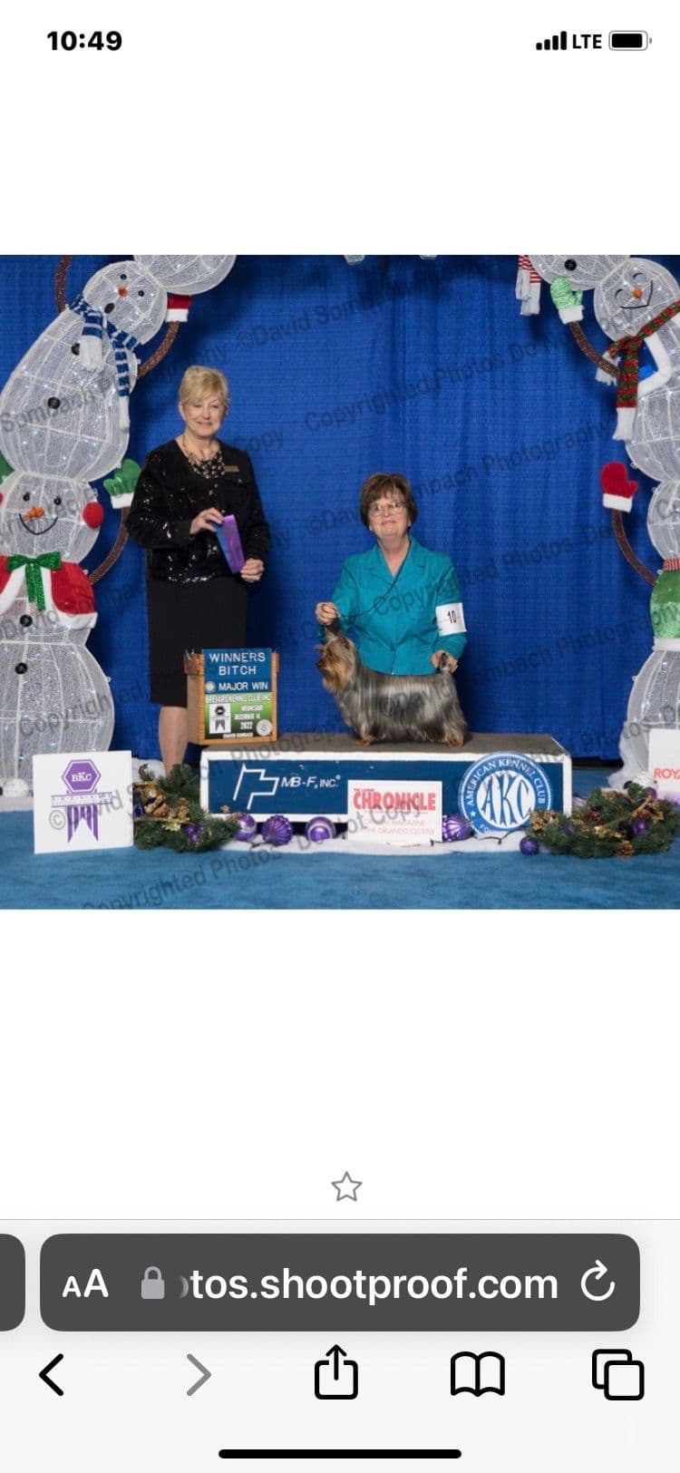 Silky Terrier Puppies breeder image 13