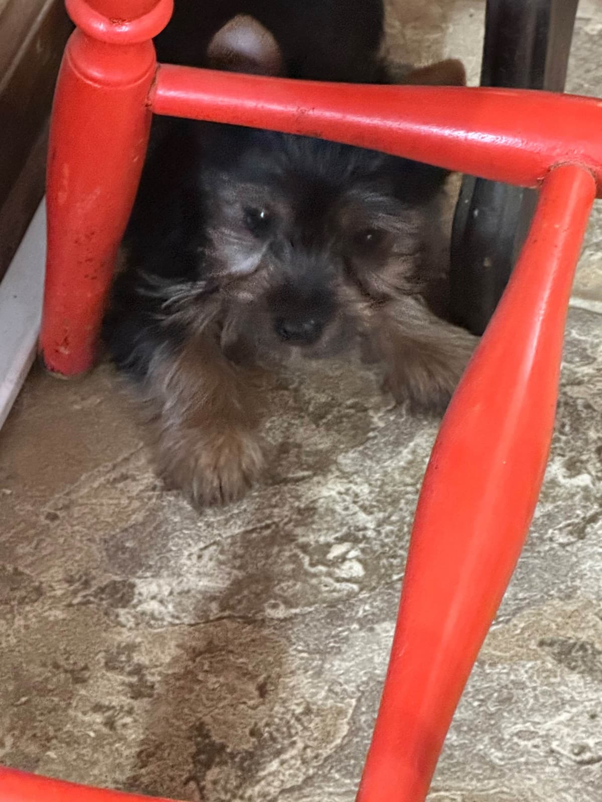 Silky Terrier Puppies breeder image 14