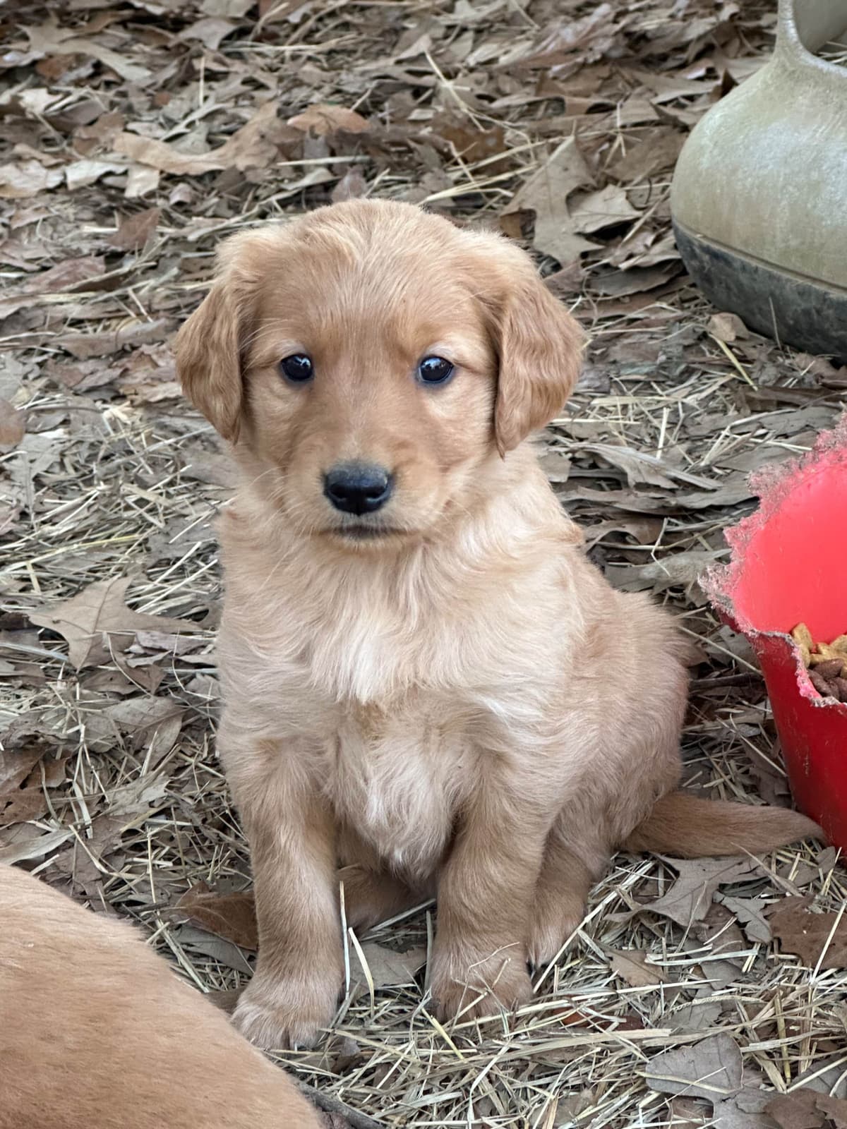 Silky Terrier Puppies breeder image 17