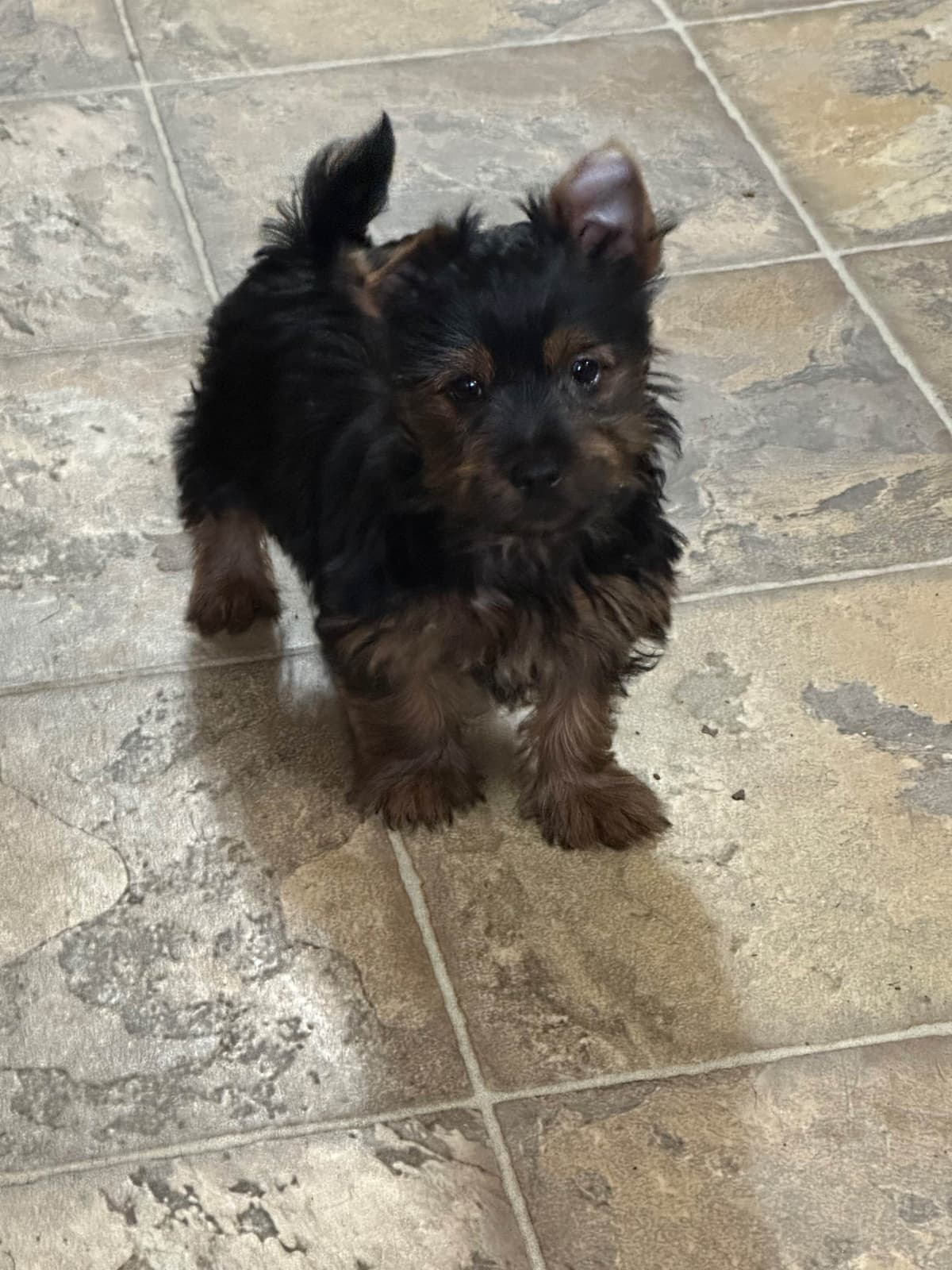 Silky Terrier Puppies breeder image 15