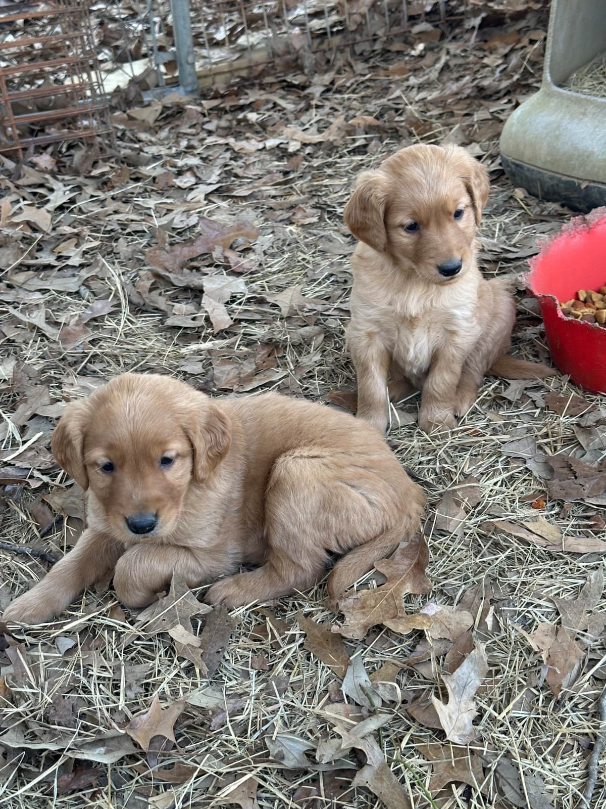Silky Terrier Puppies breeder image 18