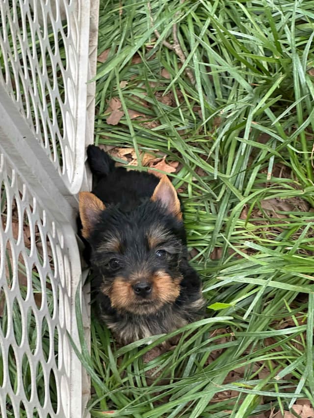 Silky Terrier Puppies media 2