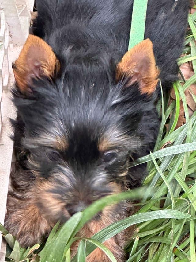 Silky Terrier Puppies media 3