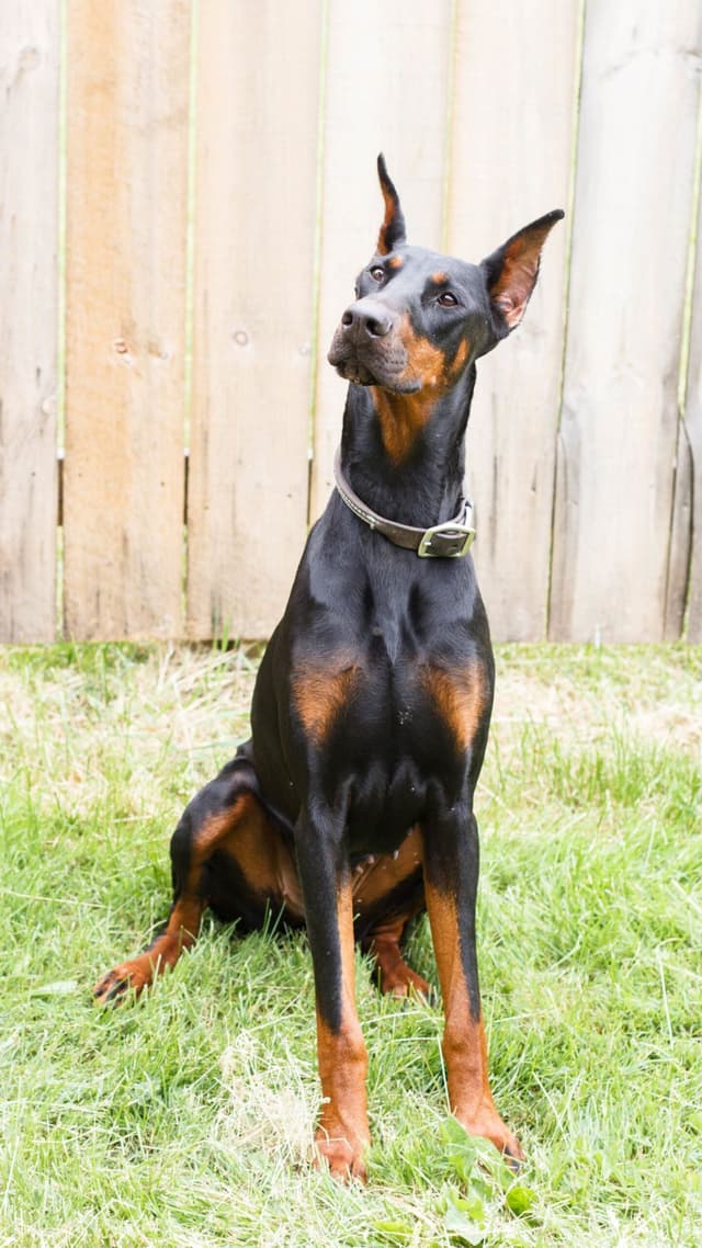 Doberman Pinscher Puppies media 3