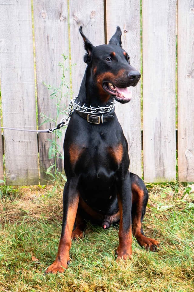 Doberman Pinscher Puppies media 4