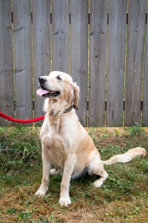 Golden Retriever Puppies media 2