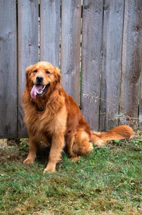 Golden Retriever Puppies media 3