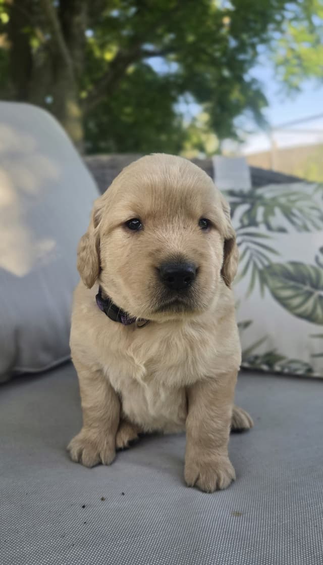 Golden Retriever Puppies media 4