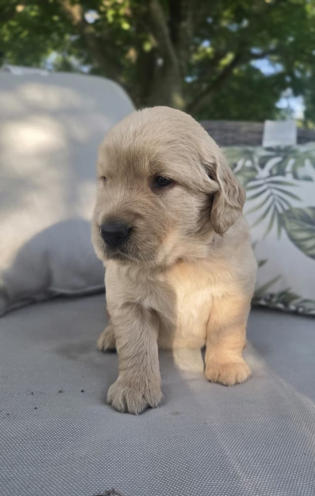 Golden Retriever Puppies media 5