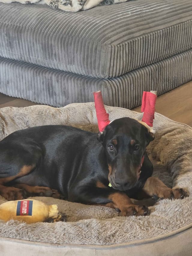 Doberman Pinscher Puppies media 2