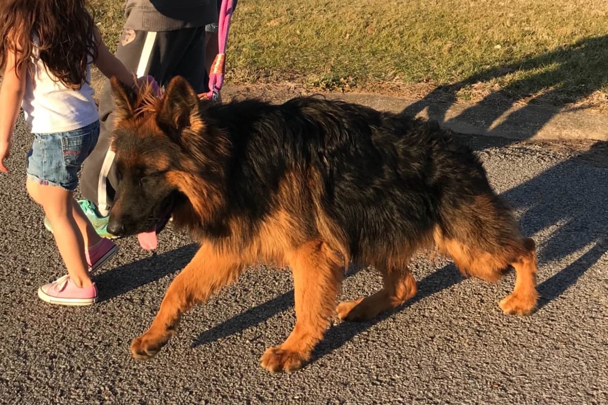 AKC FROM DIRECT IMPORTS HIGH QUALITY breeder image 1