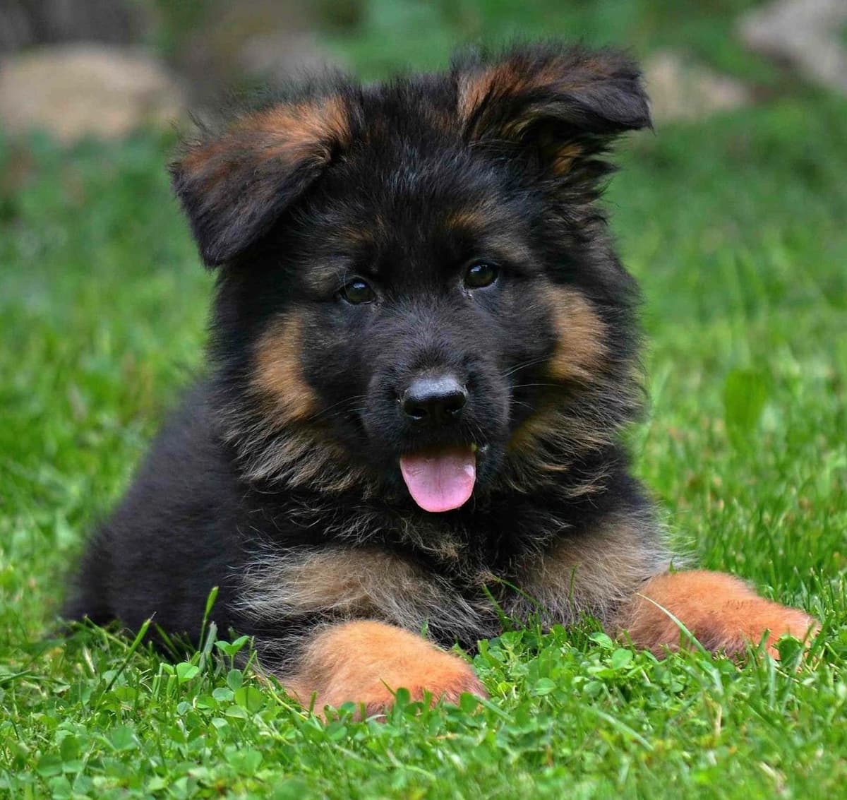 AKC FROM DIRECT IMPORTS HIGH QUALITY breeder image 3
