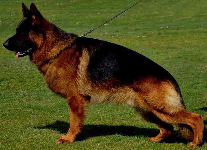 AKC FROM DIRECT IMPORTS HIGH QUALITY breeder image 5