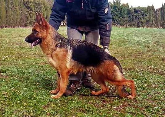 AKC FROM DIRECT IMPORTS HIGH QUALITY breeder image 6