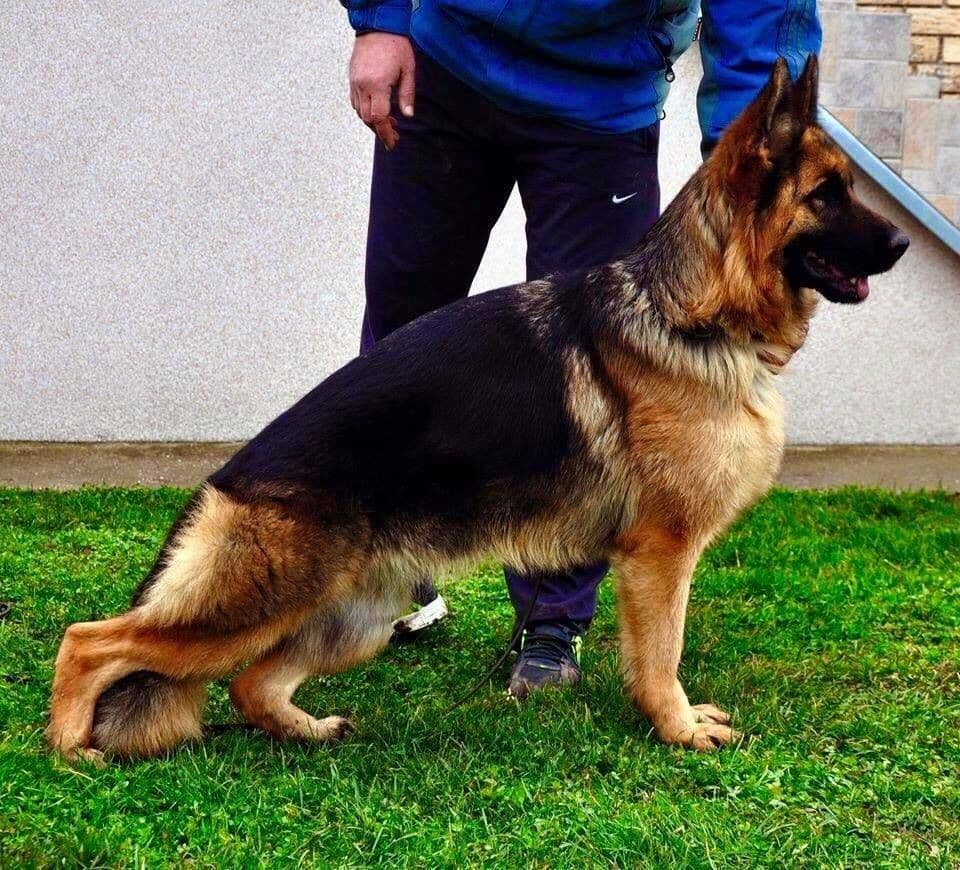 AKC FROM DIRECT IMPORTS HIGH QUALITY breeder image 7