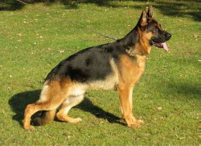 AKC FROM DIRECT IMPORTS HIGH QUALITY breeder image 8