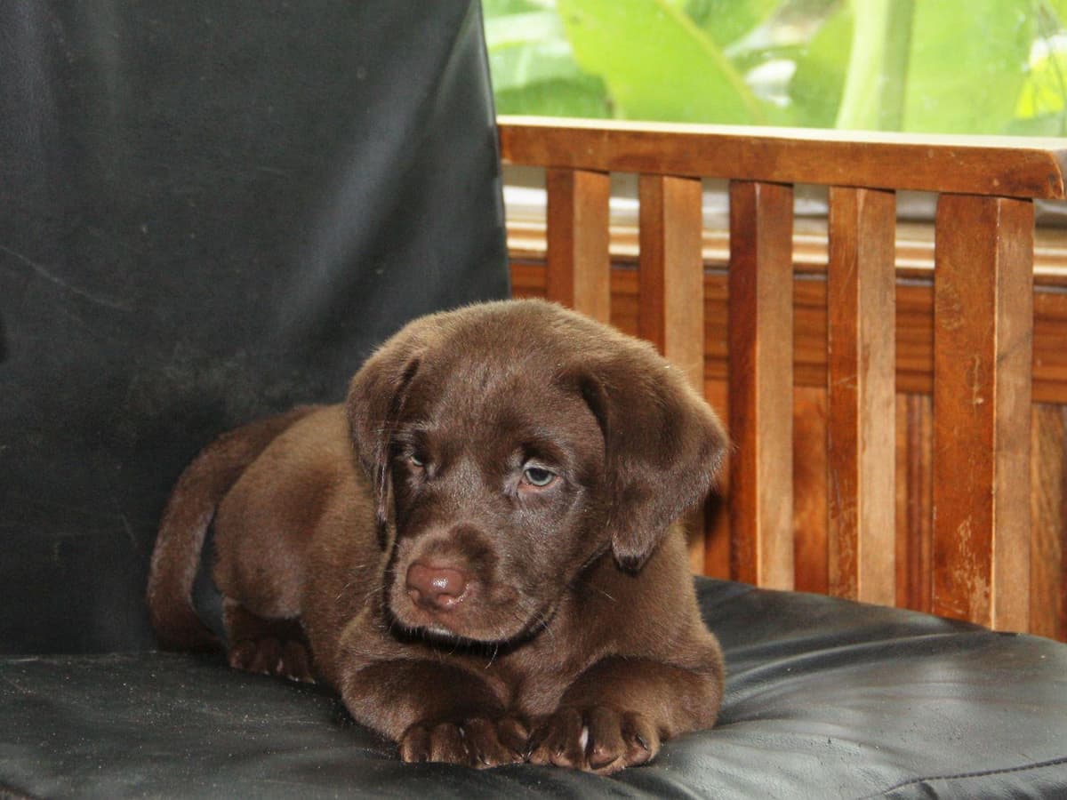 Poodle Puppies breeder image 11