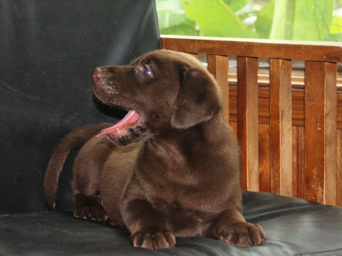 Poodle Puppies breeder image 10