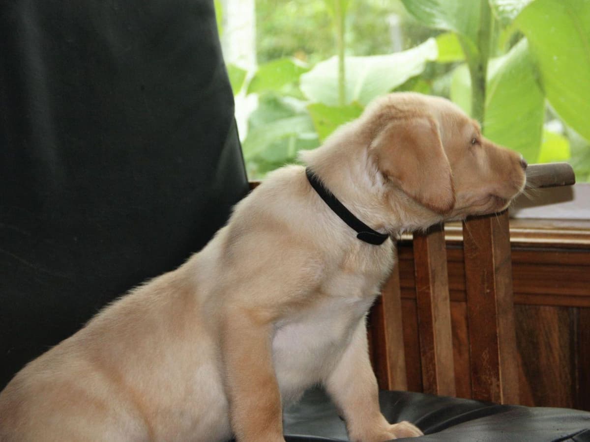 Poodle Puppies breeder image 9