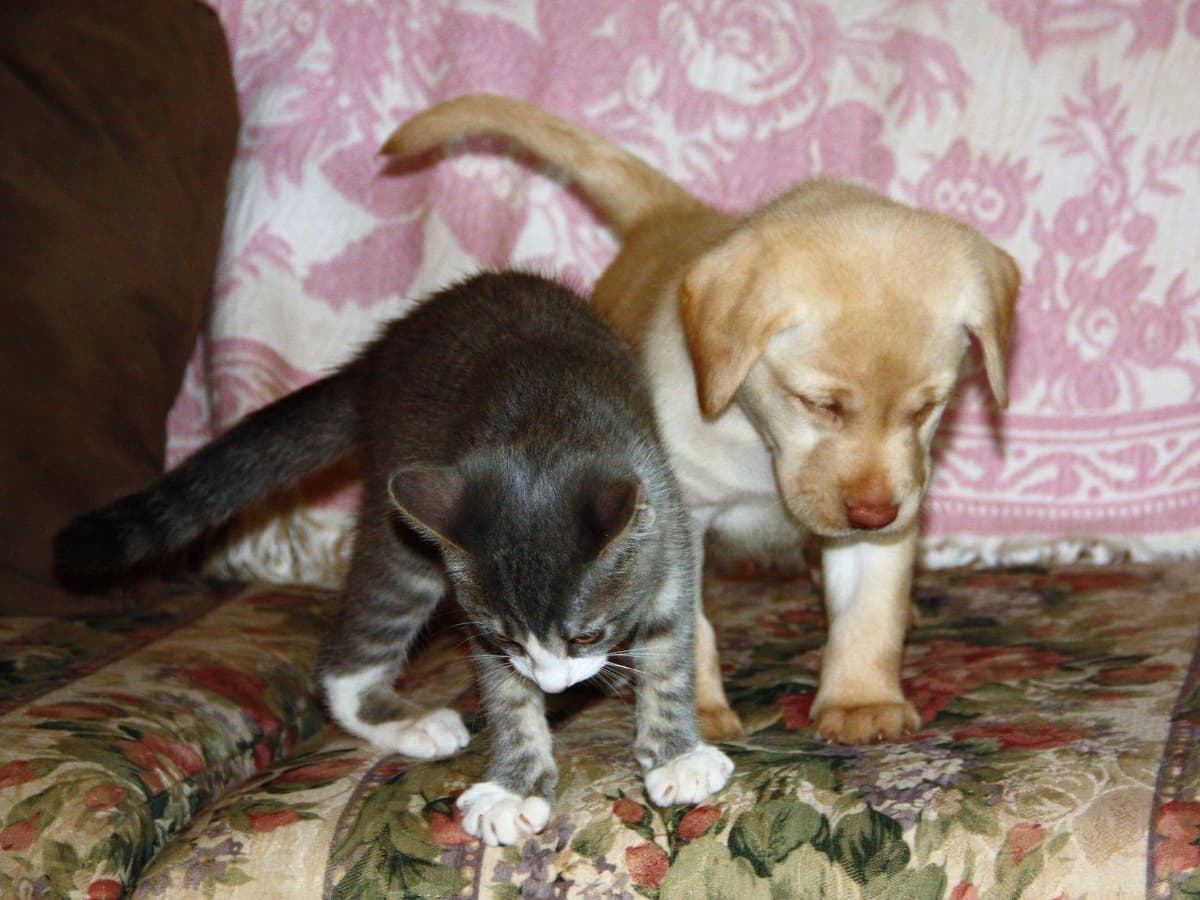 Poodle Puppies breeder image 7