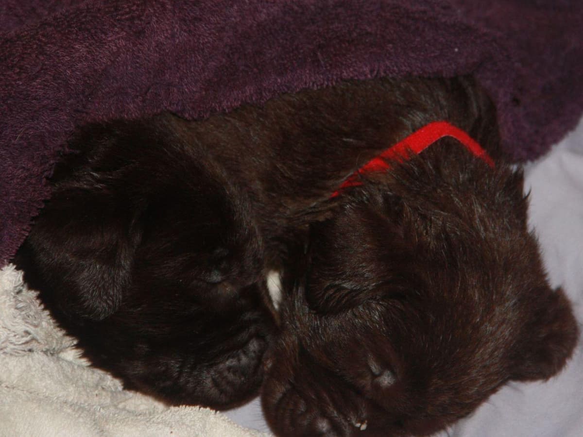 Poodle Puppies breeder image 6