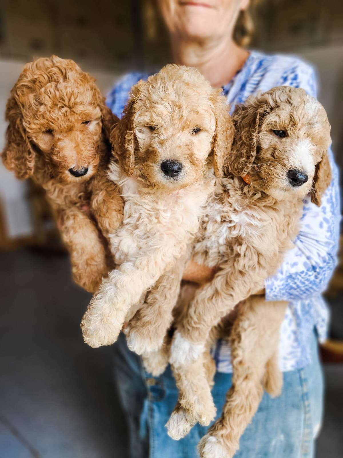 Poodle Puppies breeder image 8