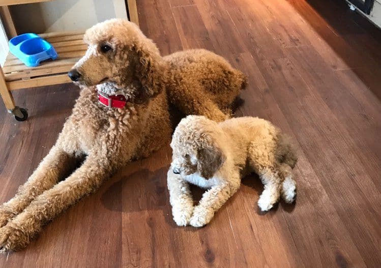 Poodle Puppies breeder image 15