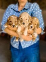 Poodle Puppies breeder image 2