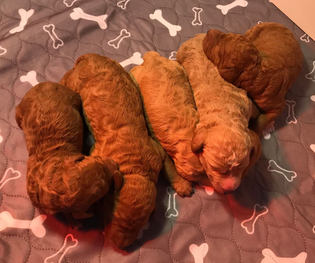 Poodle Puppies breeder image 5