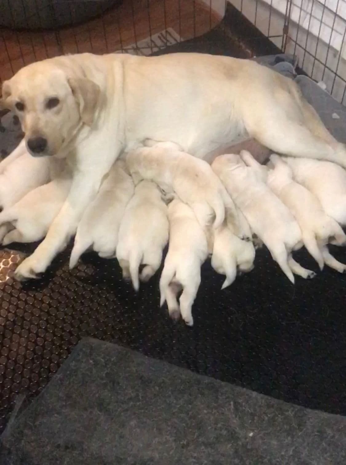 Poodle Puppies breeder image 16