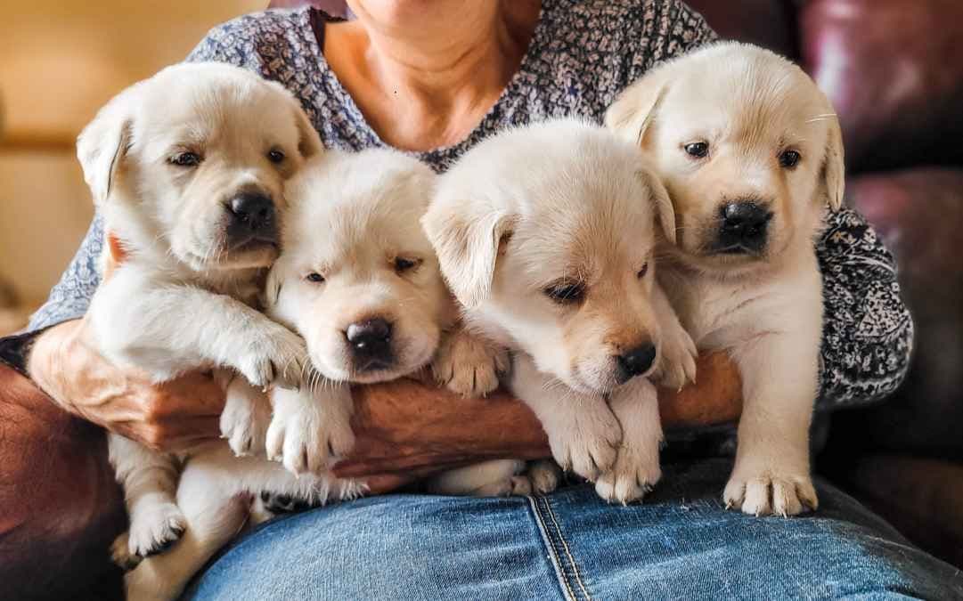 Poodle Puppies breeder image 1