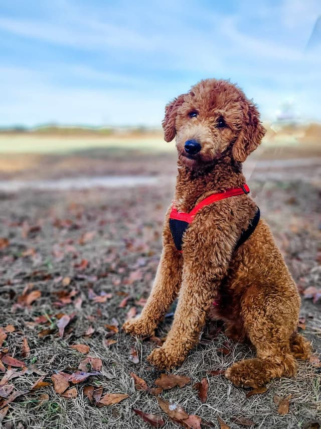 Poodle Puppies media 9