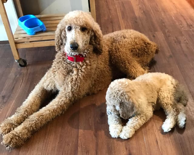 Poodle Puppies media 10