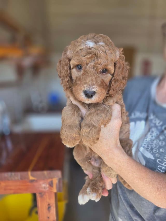 Poodle Puppies media 14