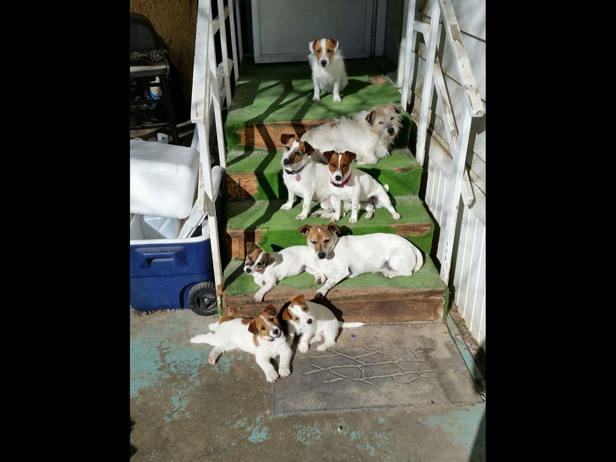 Boston Terrier Puppies breeder image 1