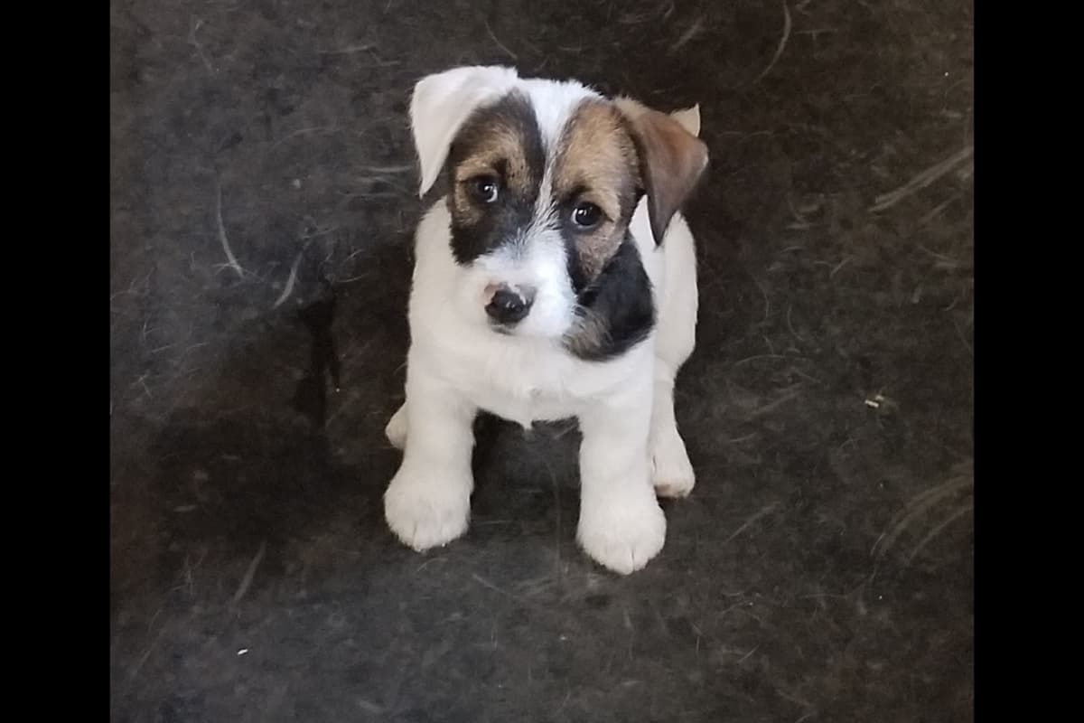Boston Terrier Puppies breeder image 14