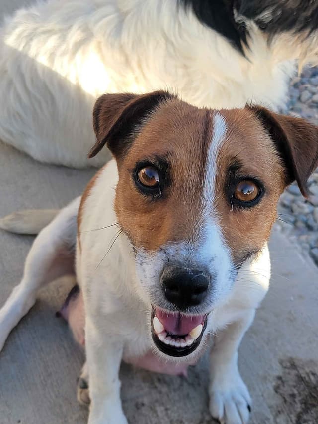 Russell Terrier Puppies media 2