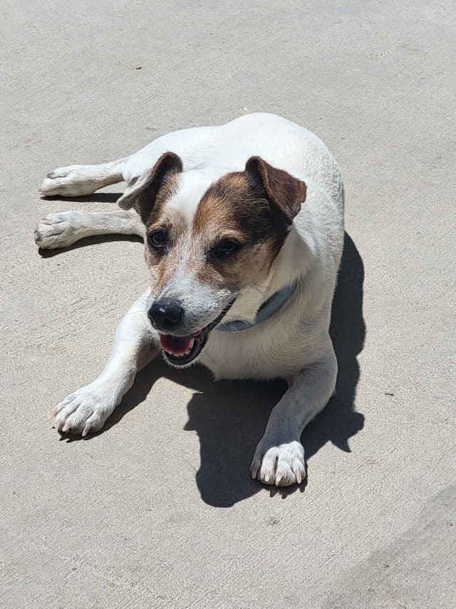 Russell Terrier Puppies media 3
