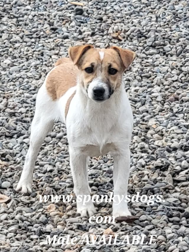 Russell Terrier Puppies media 5