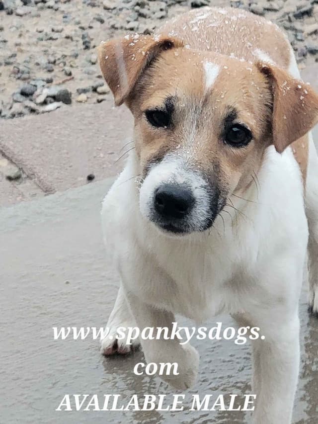 Russell Terrier Puppies media 6