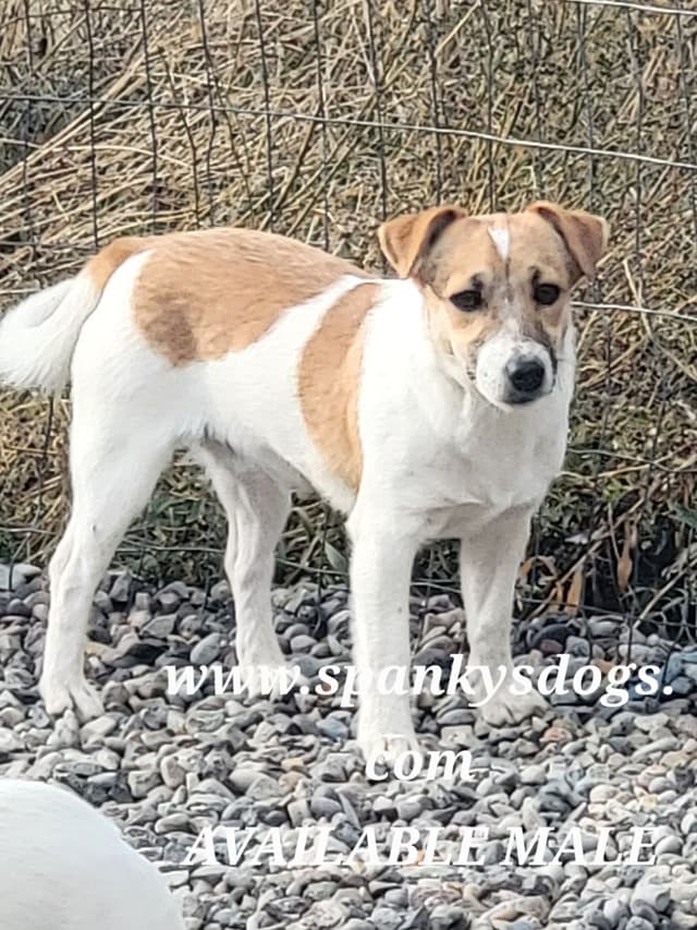 Russell Terrier Puppies media 7