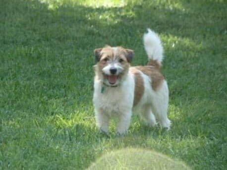 Russell Terrier Puppies media 2