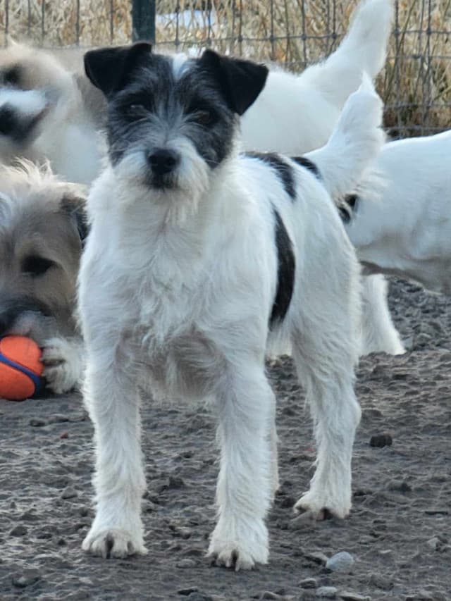 Russell Terrier Puppies media 3